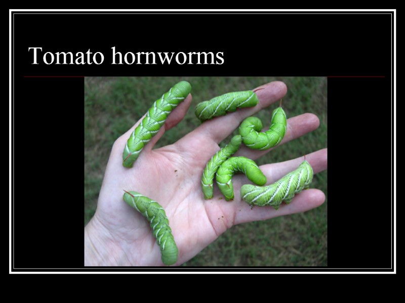 Tomato hornworms